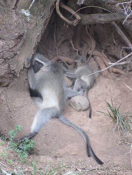 Photo of several black, white, and gray monkeys sitting in the dirt.