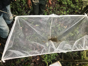 Suspended mesh bag containing lemur fecal material.