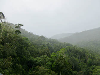 Image of green forest canopy shrouded in fog.