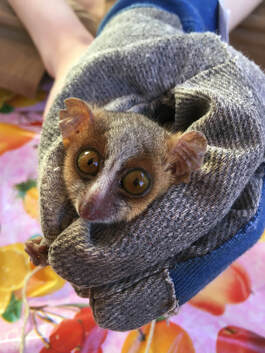 Photo of brown and gray lemur inside of a leather glove.