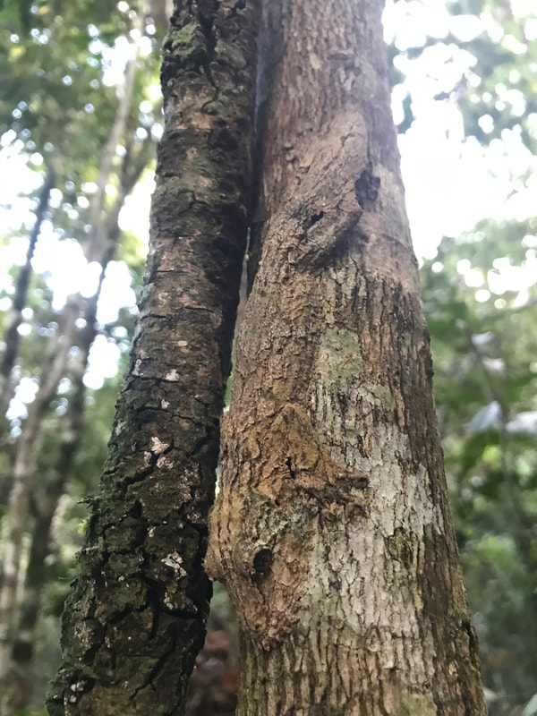 Camouflaged gecko clinging onto tree trunk