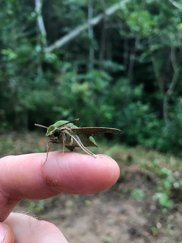Green moth sitting on human finger