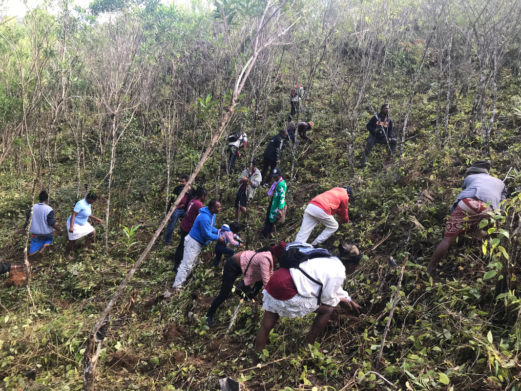 Group people hunched over on vegetated hill planting tree seedlings.