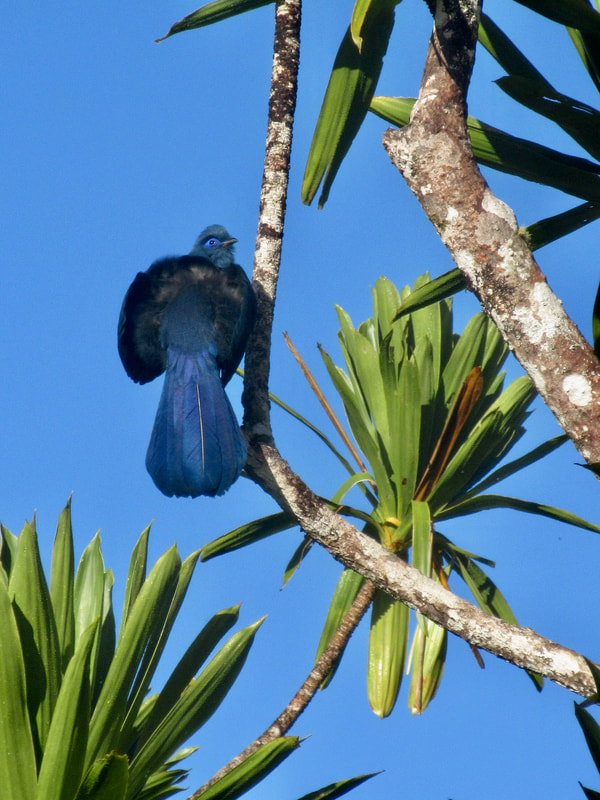Blue bird sitting on tree with long clustered green leaves