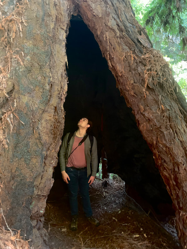 Photo of Eric Wuesthoff standing inside a hollow redwood tree and looking upwards.