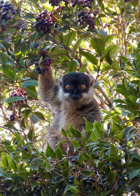Lemur sitting in a tree holding bunch of small purple fruits and looking forward.