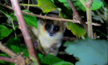 Small mouse lemur within vegetation.